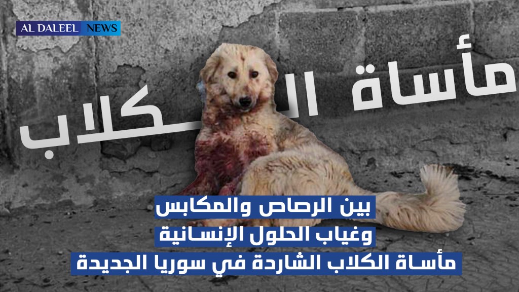 بين الرصاص والمكابس وغياب الحلول الإنسانية.. مأساة الكلاب الشاردة في سوريا&nbsp;الجديدة