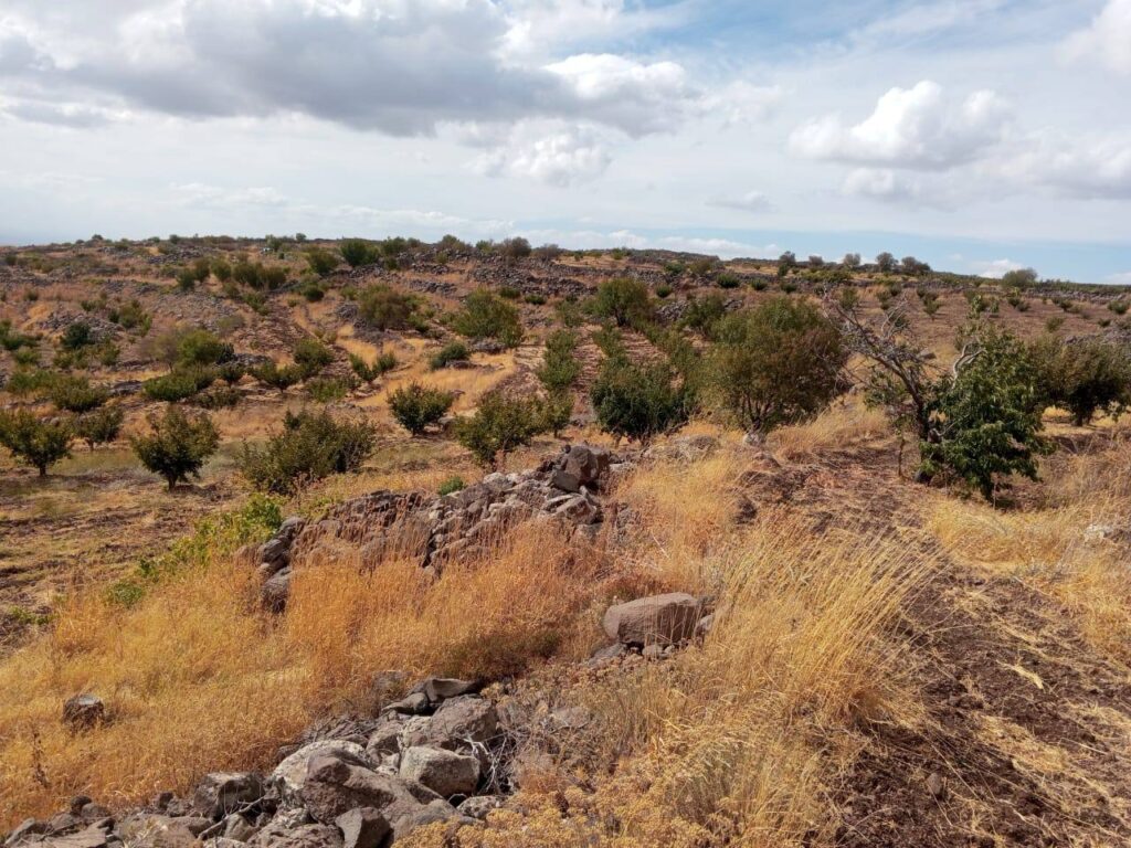 عنب وتفاح